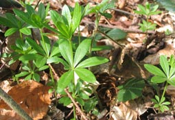 Waldmeister