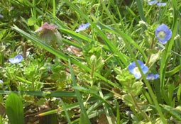 Wildkraeuter
